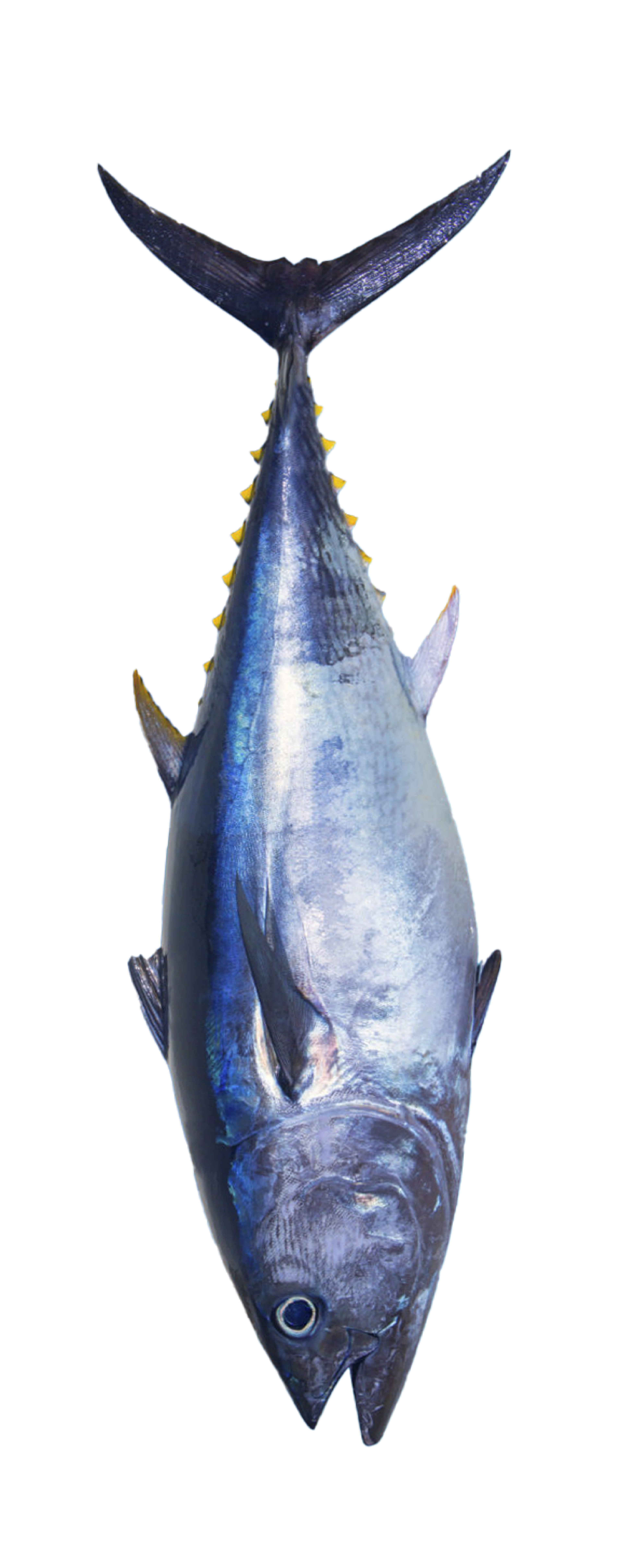 Tuna